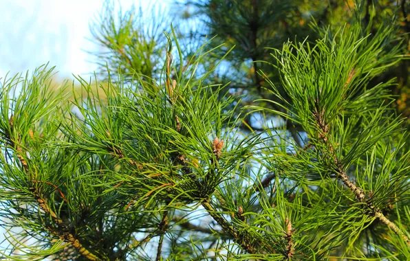 Green, pine, twig