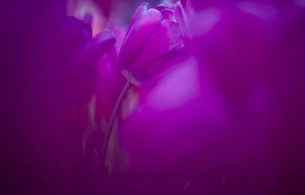 Blur, tulips, lilac-pink