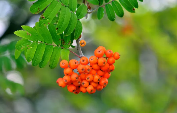 Leaves, macro, nature, berries, branch, Rowan