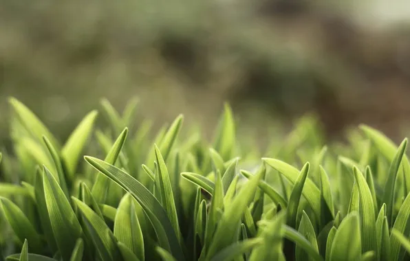 Greens, macro, light, blur, Grass