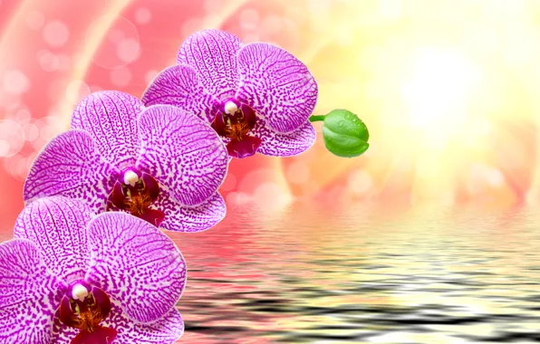 Water, the sun, drops, rays, flowers, glare, background, ruffle