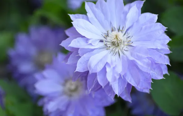 Macro, flowers, petals, lilac, clematis