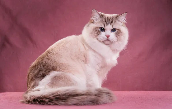 Picture cat, cat, look, face, pose, light, fluffy, blue eyes