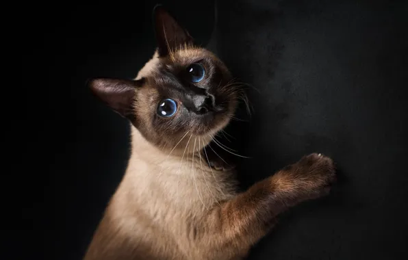 Cat, cat, face, the dark background, portrait, Siamese