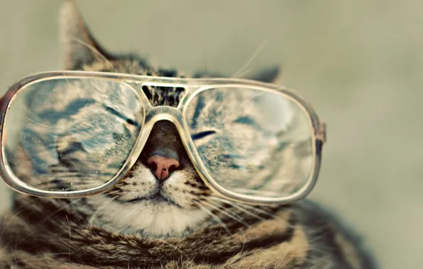 Picture cat, glasses, spout, squints