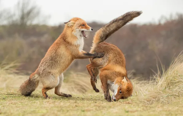 Pose, the game, two, Fox, pair, Fox, a couple, funny