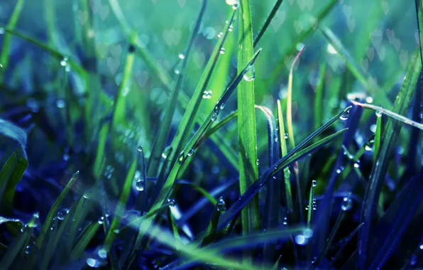 Picture greens, grass, drops, macro, Rosa, lawn