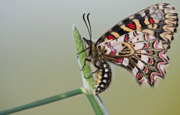 Picture macro, nature, background, pattern, butterfly, light, profile, insect