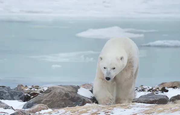 Stones, Polar bear, Polar bear