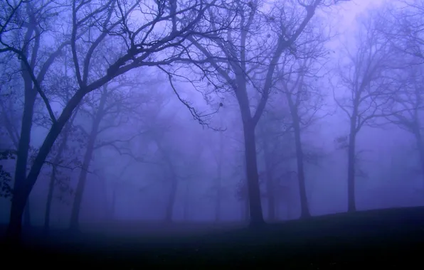 Picture forest, trees, night, nature, fog