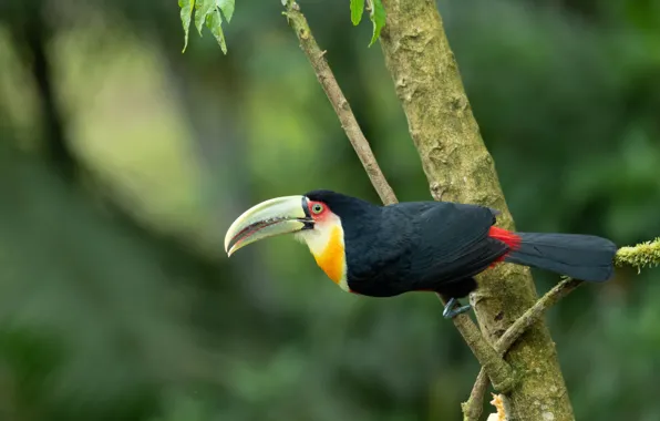 Pose, tree, bird, branch, Toucan