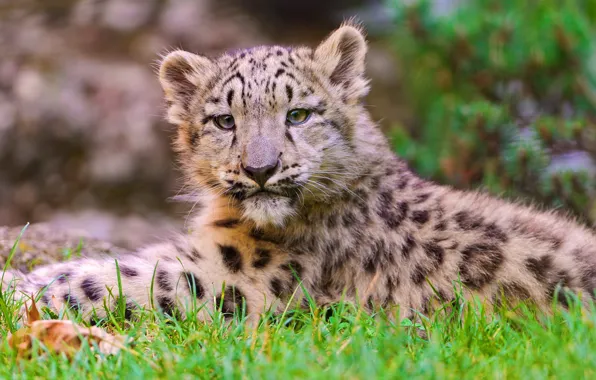 Face, lies, IRBIS, snow leopard, snow leopard, kitty, looks