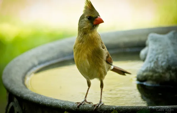 Picture water, bird, beak, fountain, crest