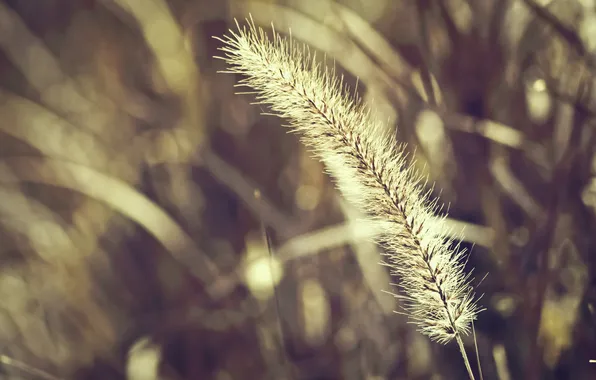 Picture grass, macro, light, nature, plant, spike