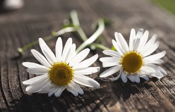 Picture white, flowers, background, widescreen, Wallpaper, chamomile, Daisy, wallpaper