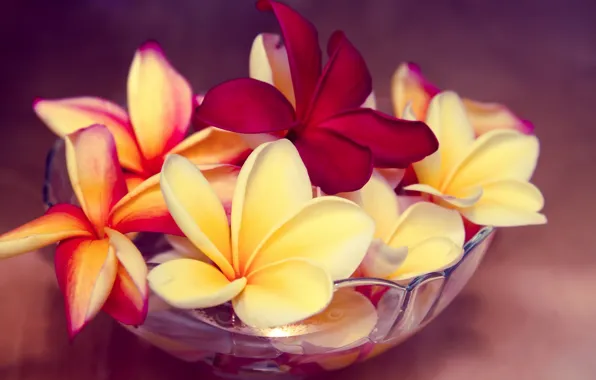 Picture macro, flowers, bowl, exotic, Hawaii