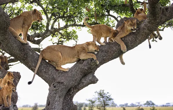 Picture tree, stay, lioness, pride