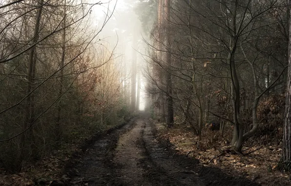 Road, forest, nature