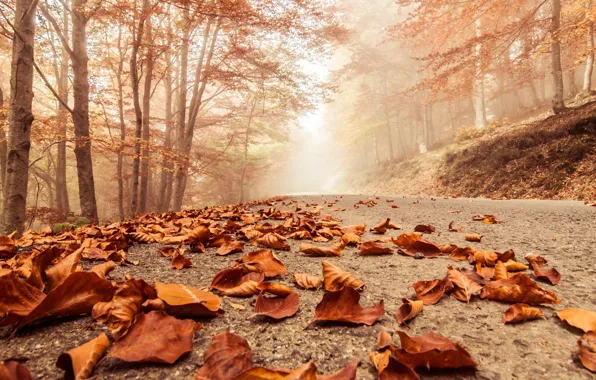 Road, autumn, leaves, fog
