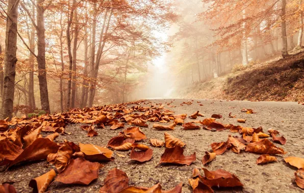 Picture road, autumn, leaves, fog
