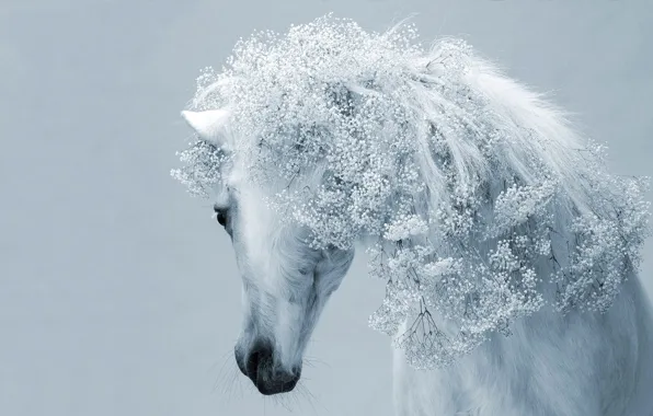Picture BACKGROUND, HORSE, MANE, WHITE, FLOWERS