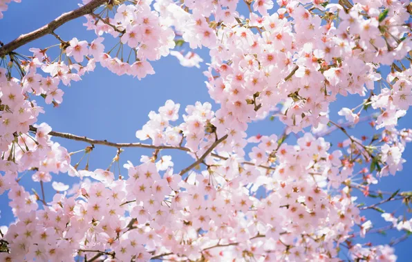 Picture the sky, flowers, branches, cherry, tenderness, beauty, spring, petals