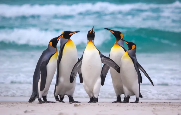 Sea, beach, the ocean, pack, Royal penguins