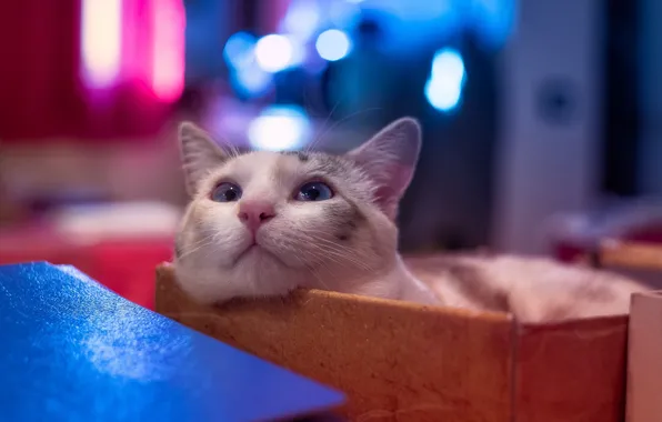 Picture home, cat, comfort