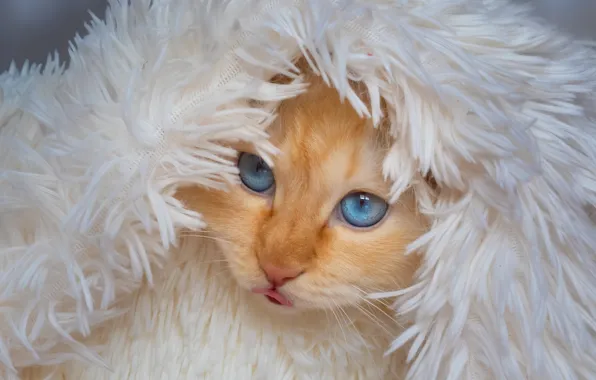 Cat, white, cat, look, face, portrait, hood, fur