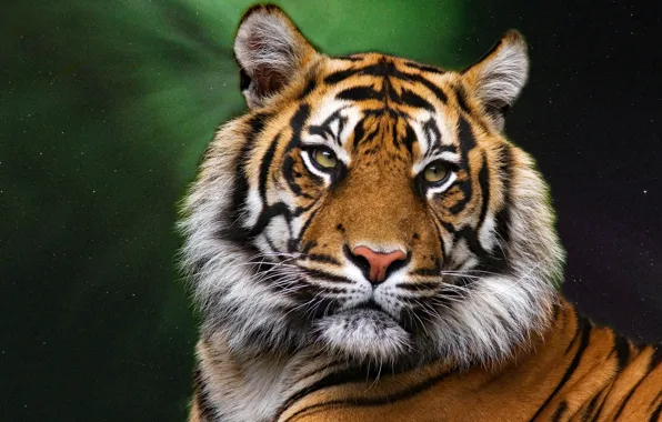 The sky, look, face, space, stars, night, tiger, the dark background