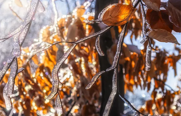 Winter, frost, autumn, leaves, light, branches, glare, tree