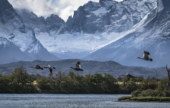 Flight, mountains, birds, pond