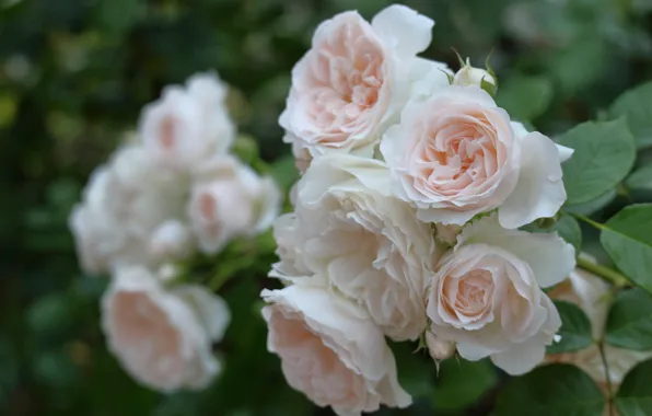 Macro, roses, petals, bokeh