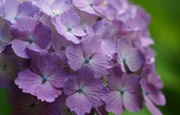 Picture hydrangea, inflorescence, lilac