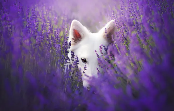Look, each, dog, lavender
