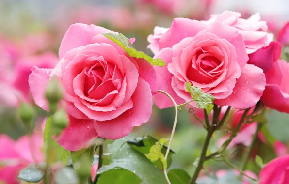 Flowers, roses, pink, Duo, bokeh