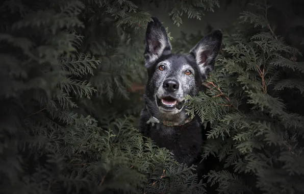 Look, branches, nature, pose, thickets, portrait, dog, face