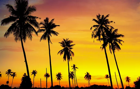 Picture sea, beach, summer, sunset, palm trees, shore, silhouette, summer