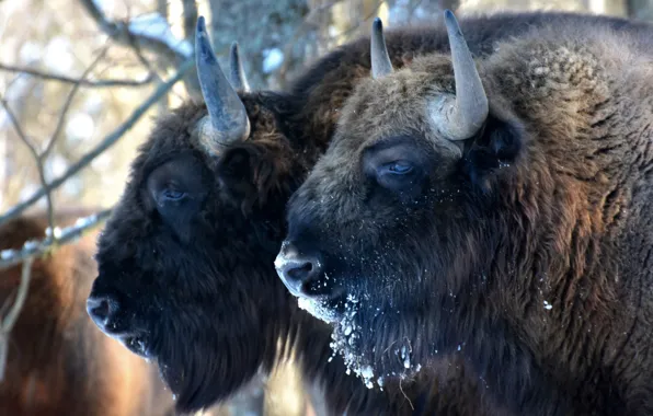 Picture power, power, horns, bison