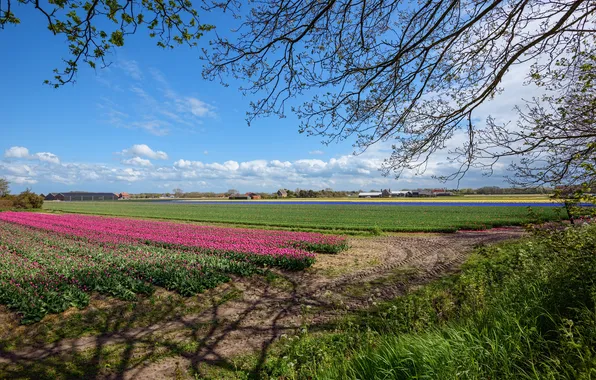 Picture the sky, clouds, flowers, branches, field, tulips, Netherlands