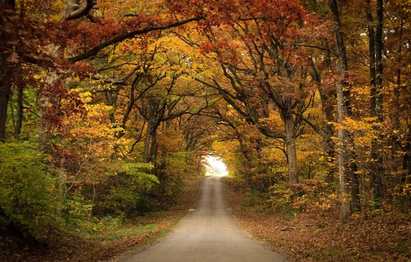 Road, autumn, landscape