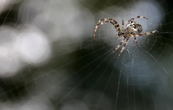 Nature, web, spider