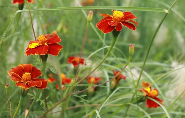Field, grass, flowers, petals, meadow