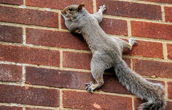 Wall, protein, tail, bricks, on the wall