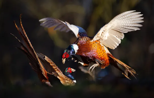 Birds, wings, pair, stroke, pheasant, pheasants