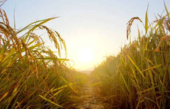 Field, the sun, trail, field, sun, trail