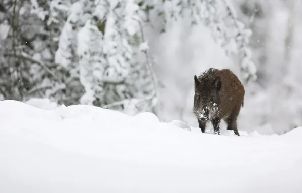 Winter, snow, branches, nature, the snow, walk, boar, wild