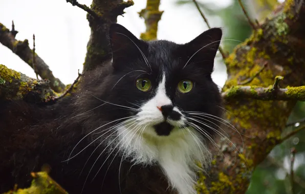 Cat, cat, mustache, look, face, branches, nature, background