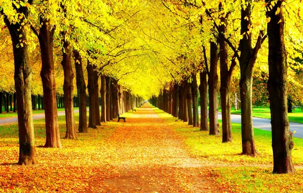 Picture autumn, grass, leaves, trees, bench, nature, Park, colors