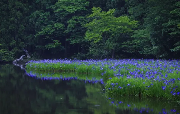Picture forest, flowers, nature, river